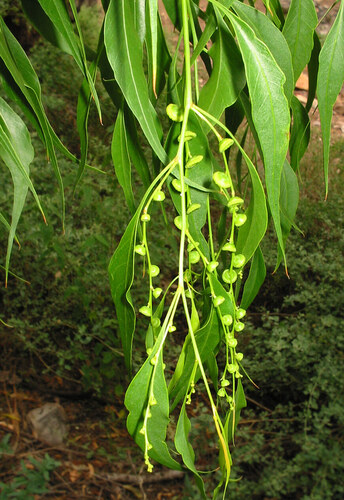 bell fruit (Codonocarpus attenuatus)