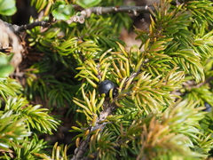 Juniperus communis nipponica