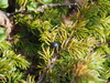 Juniperus communis nipponica - Photo (c) Keita Watanabe, some rights reserved (CC BY-NC), uploaded by Keita Watanabe