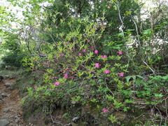 Rhododendron albrechtii
