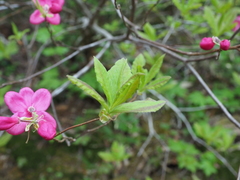 Rhododendron albrechtii