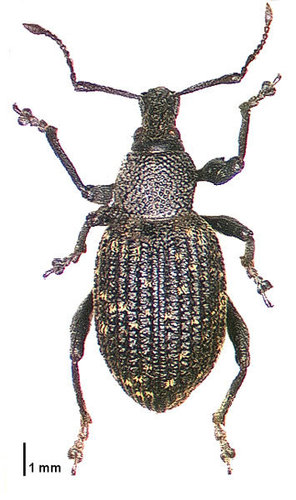 Otiorhynque de la vigne