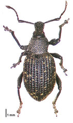 Black Vine Weevil