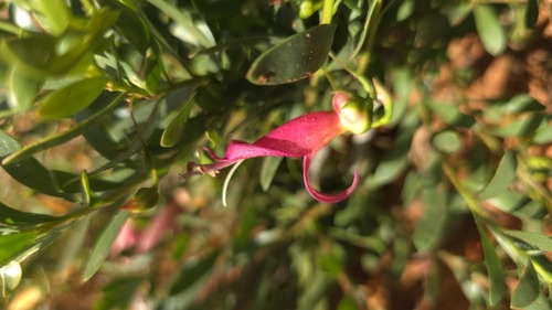 Eremophila maculata