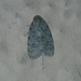 Lepidoptera