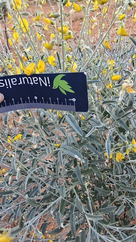Crotalaria eremaea, photograph 5