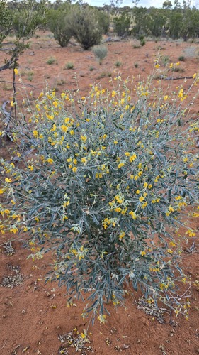 Crotalaria eremaea, photograph 6