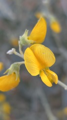 Crotalaria eremaea, photograph (c) Petra Holland, some rights reserved (CC BY)