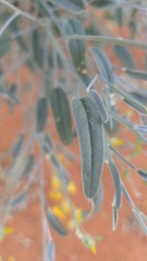 Crotalaria eremaea, photograph (c) Petra Holland, some rights reserved (CC BY)