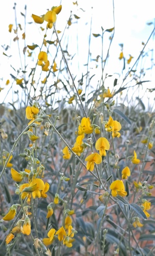 Crotalaria eremaea, photograph 1