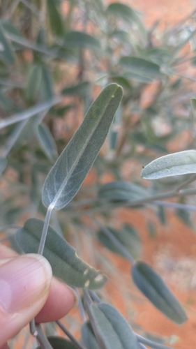 Crotalaria eremaea, photograph 2