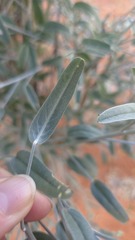 Crotalaria eremaea, photograph (c) Petra Holland, some rights reserved (CC BY)