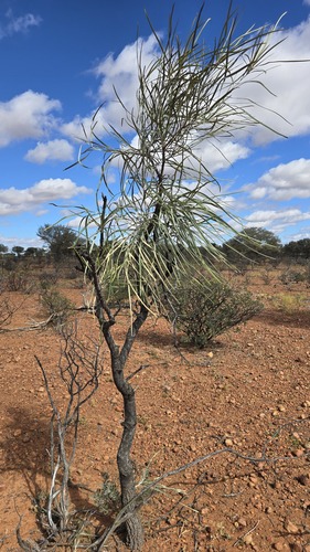 Beef Oak (Grevillea striata)