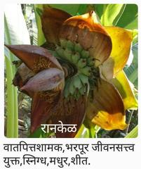 Ensete superbum