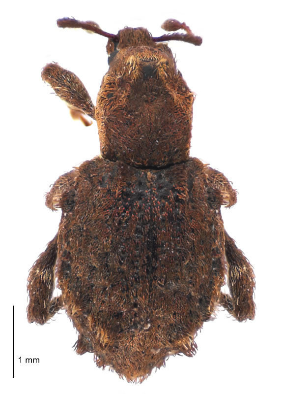 Phaeocharis
