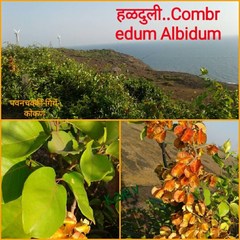Combretum albidum