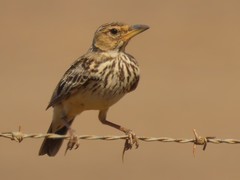 Galerida magnirostris magnirostris