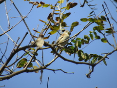 Schoeniophylax phryganophilus