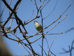 Serpophaga
