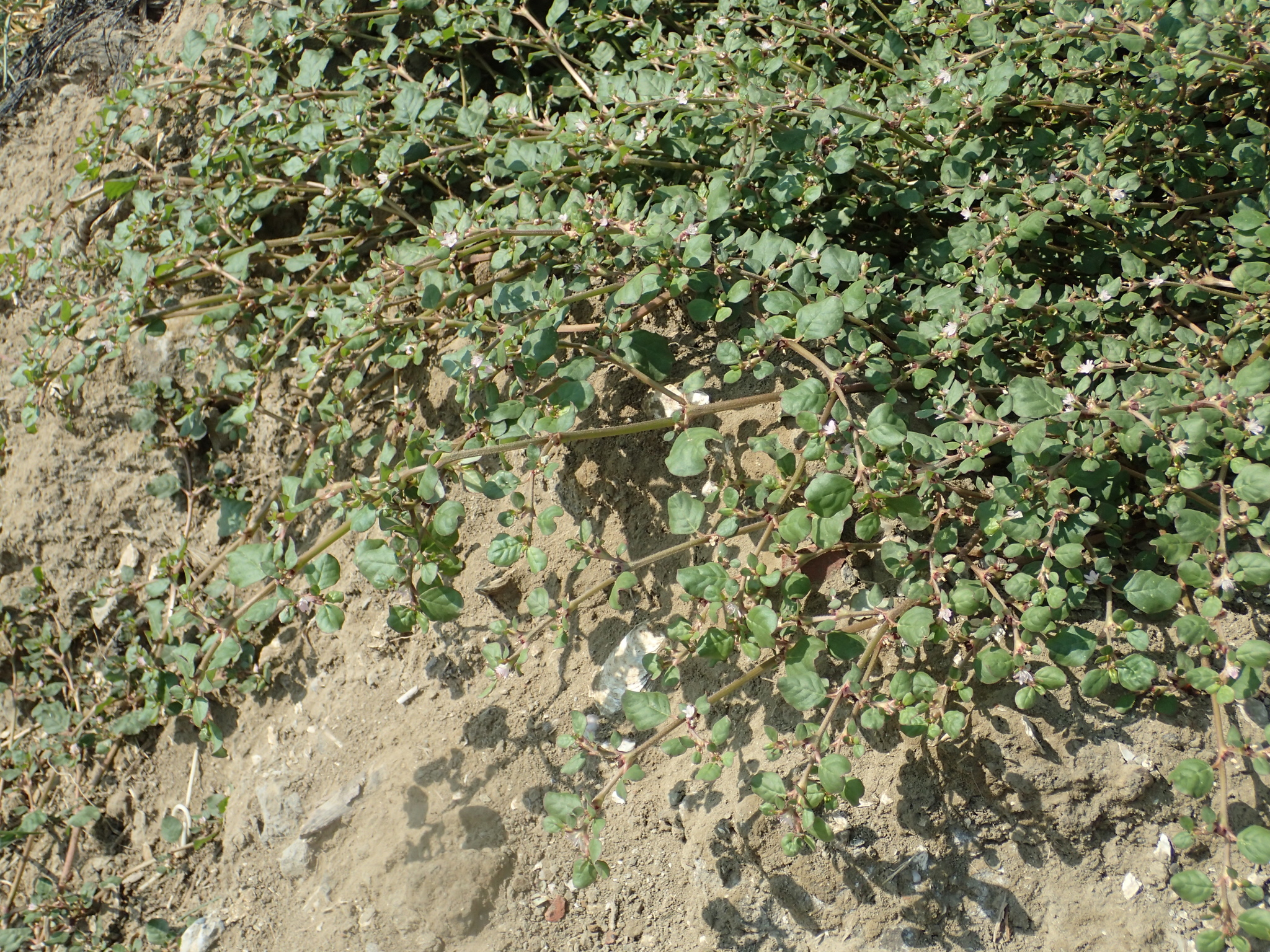 This is all over the place and in my backyard in far west Texas :  r/whatsthisplant, image size:2048x1536