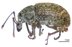 Garden Weevil - Photo (c) Landcare Research New Zealand Ltd, some rights reserved (CC BY)