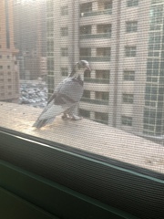 Columba livia domestica