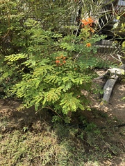 Caesalpinia pulcherrima