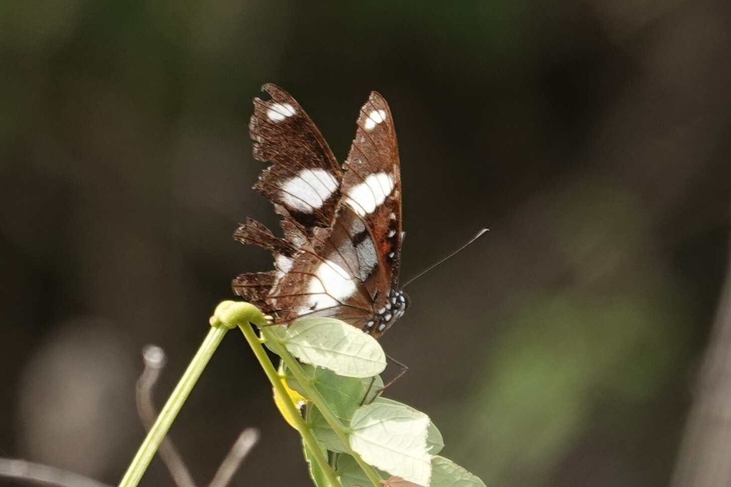 Danaid Eggfly