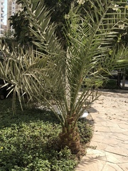 Phoenix dactylifera