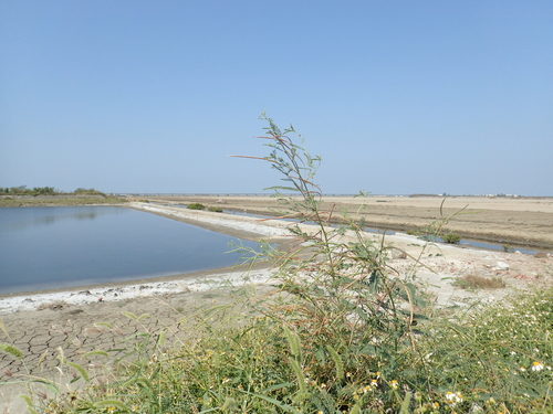 Sesbania Pea
