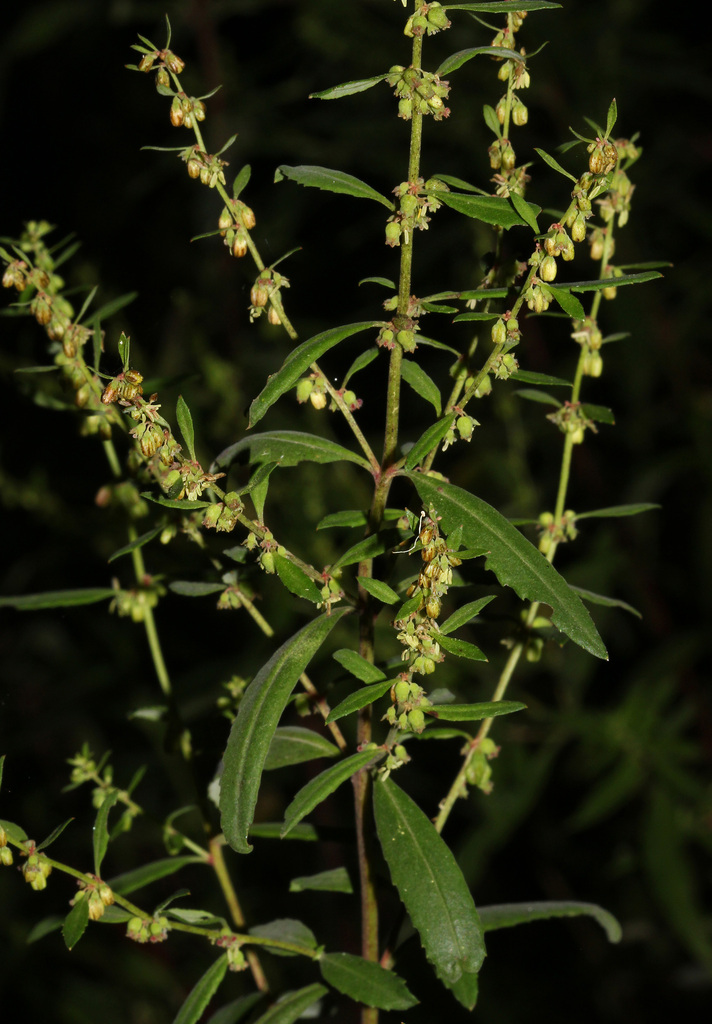 Haloragis exalata (Haloragis exalata)