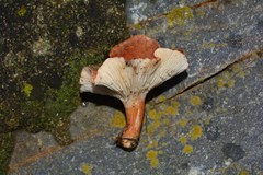 Infundibulicybe squamulosa