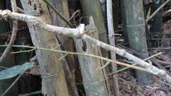 Bambusa stenostachya