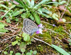 Pseudozizeeria maha