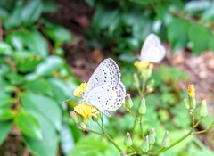 Pseudozizeeria maha