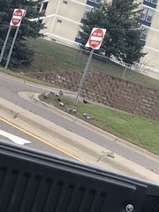Columba livia domestica