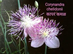 Cleome angulata