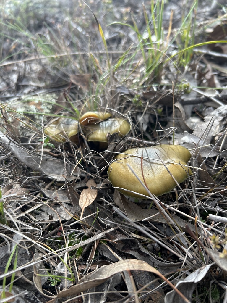 Cortinarius austrovenetus · August 2025 · photo: © tjeales (iNaturalist, cc-by-nc)