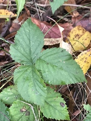 Rubus pubescens