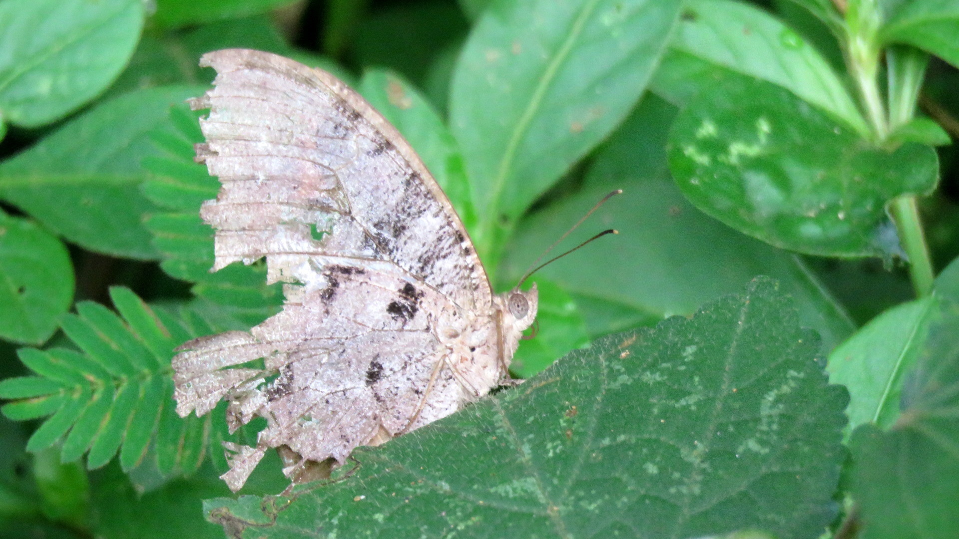 Common Evening Brown