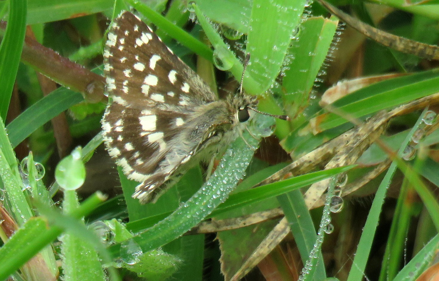 Asian Grizzled Skipper