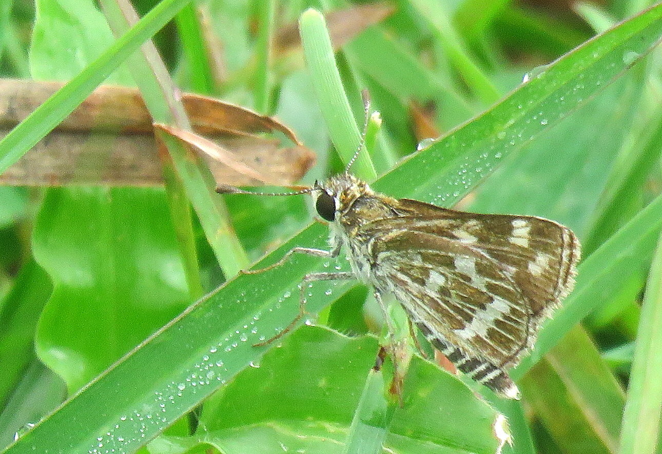 Grey-Veined Grass Dart