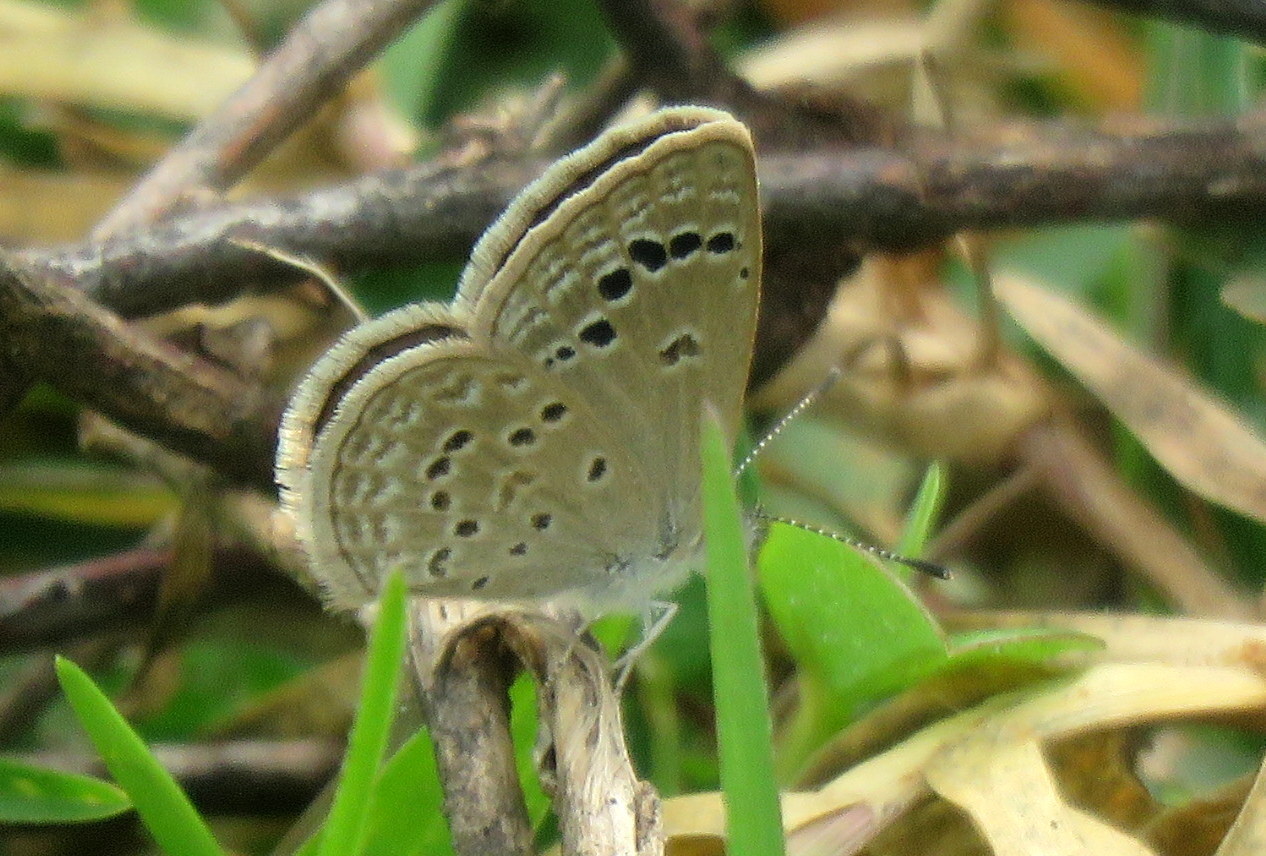 Lesser Grass Blue
