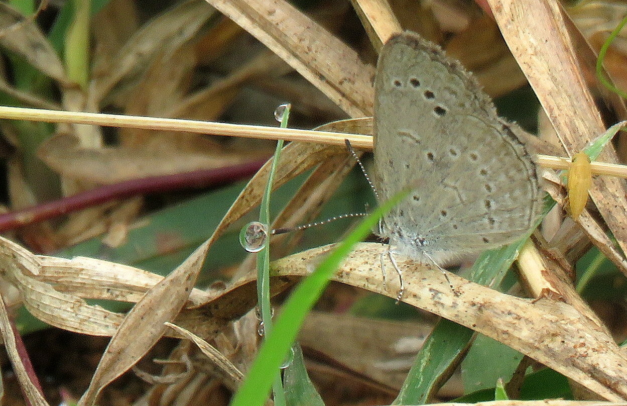 Pale Grass Blue