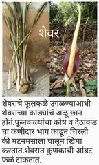 Amorphophallus commutatus