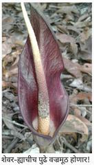 Amorphophallus commutatus