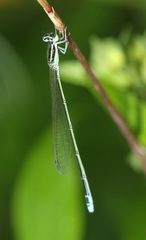 Aciagrion occidentale