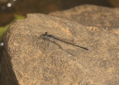 Agriocnemis splendidissima