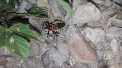 Apiomerus flaviventris