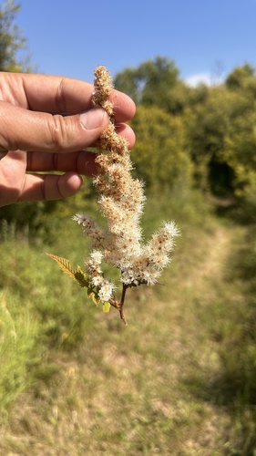 Sorbaria